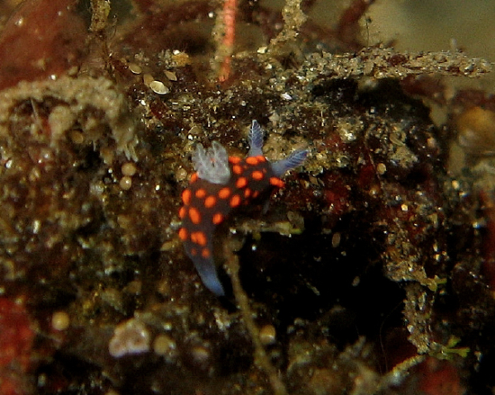  Nembrotha guttata (Sea Slug)